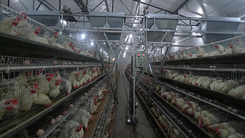 ​電容式接近精东下载安装 養殖業